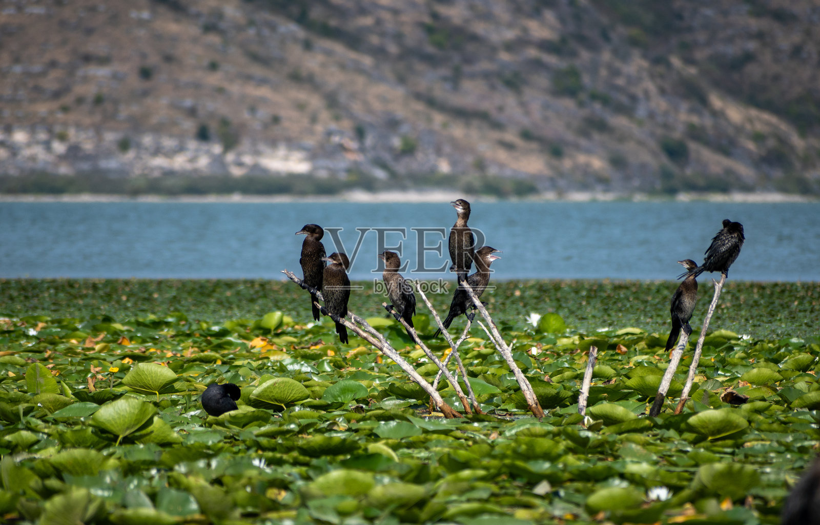 鸬鹚在湖边的树上休息。照片摄影图片