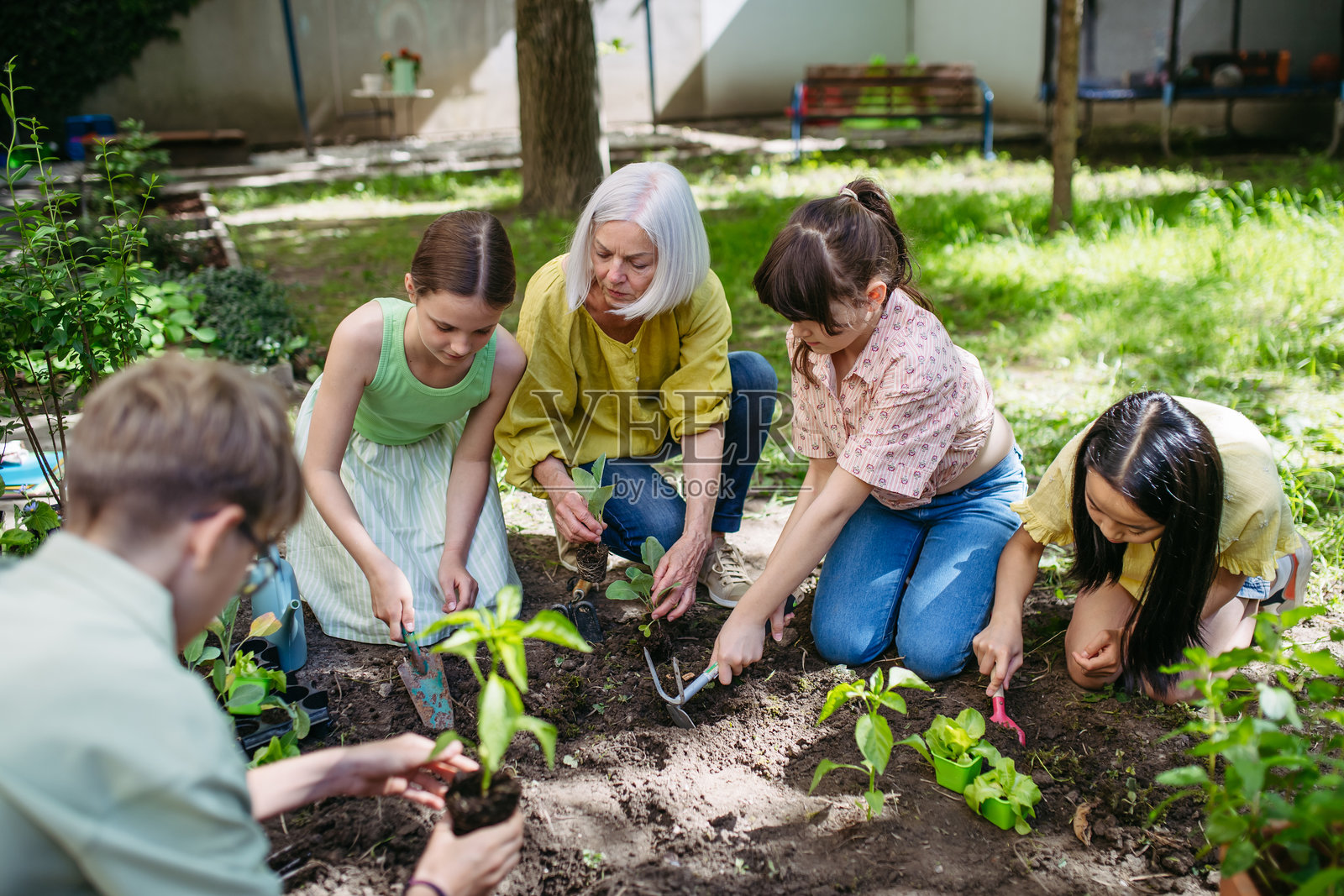 小孩子们在学校花园里照顾植物，参加户外可持续教育课程，种植花卉、草药和蔬菜。体验式学习和生态素养的概念。照片摄影图片