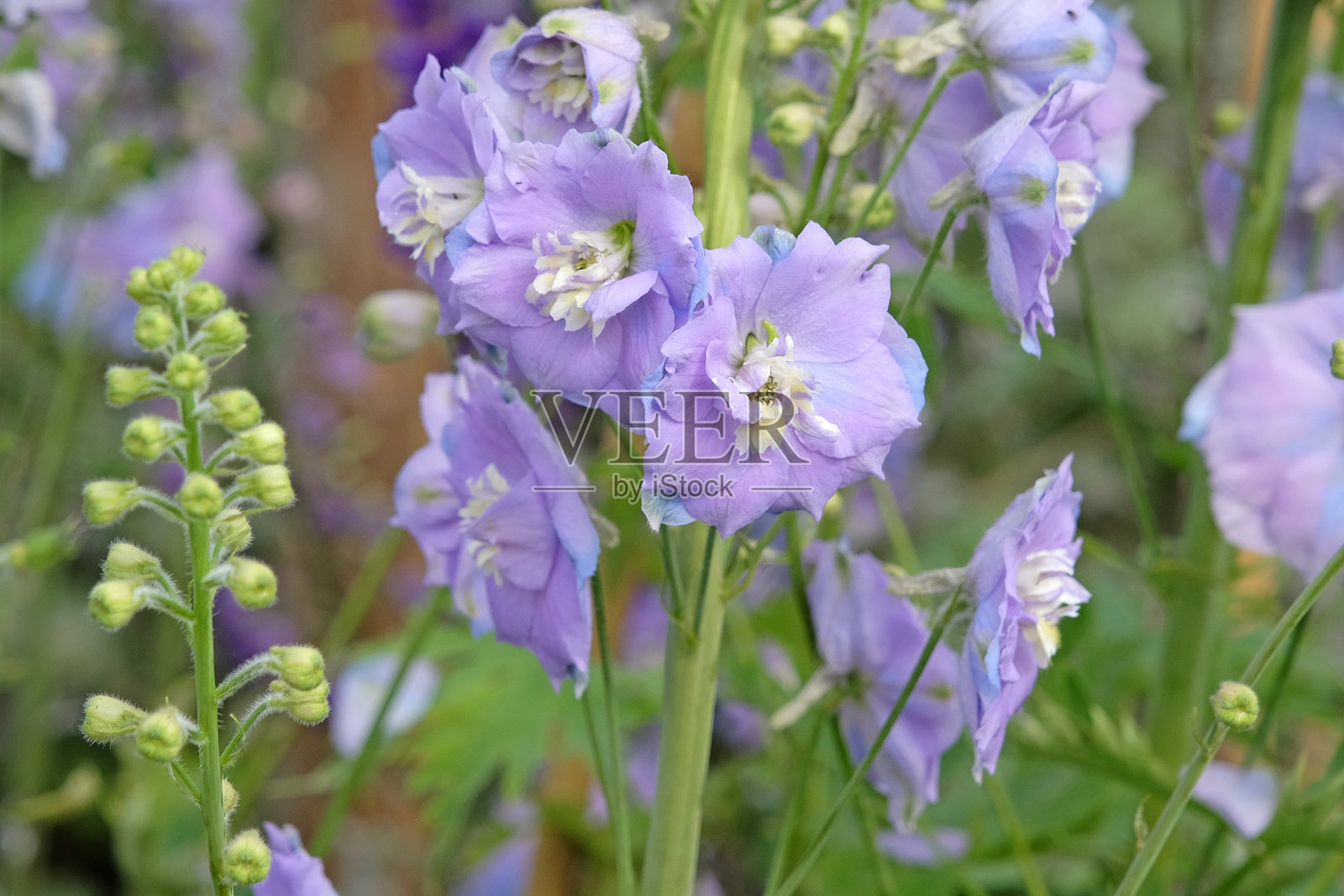 淡紫色的紫苑花盛开着紫丁香女士照片摄影图片