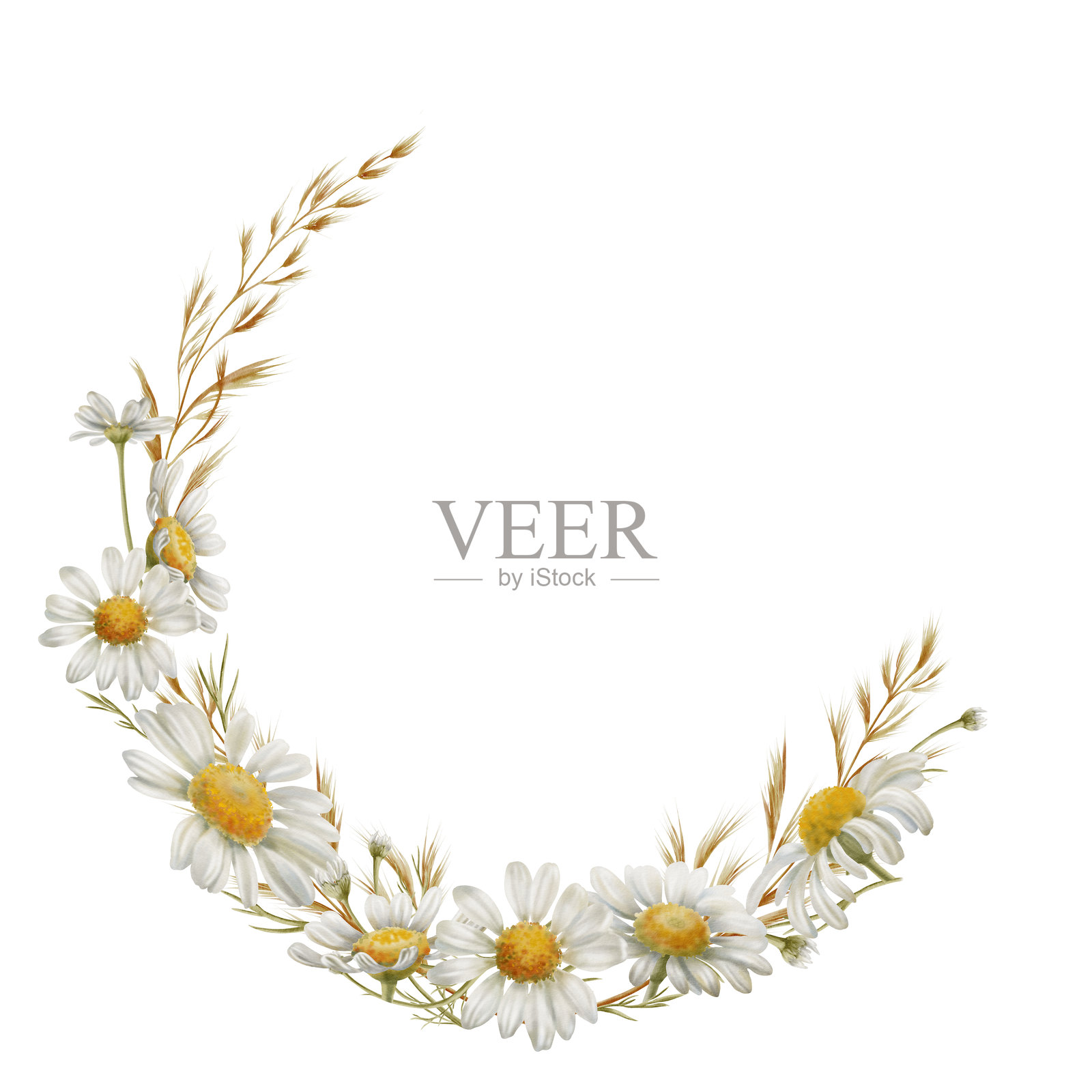 白色洋甘菊花蕾，干花象征着纯洁、无辜、爱与忠诚。透明背景上的水彩插图，适用于产品设计、明信片、日历。插画图片素材