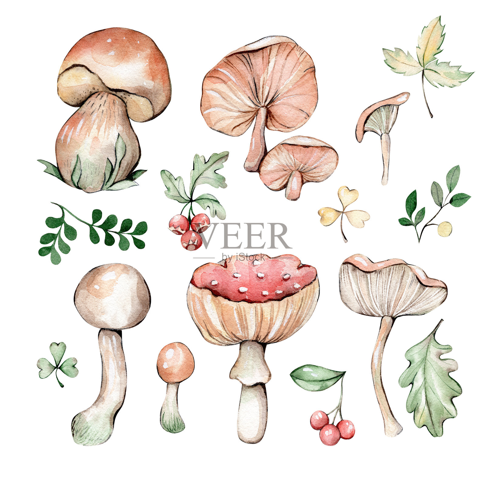 蘑菇插图集插画图片素材