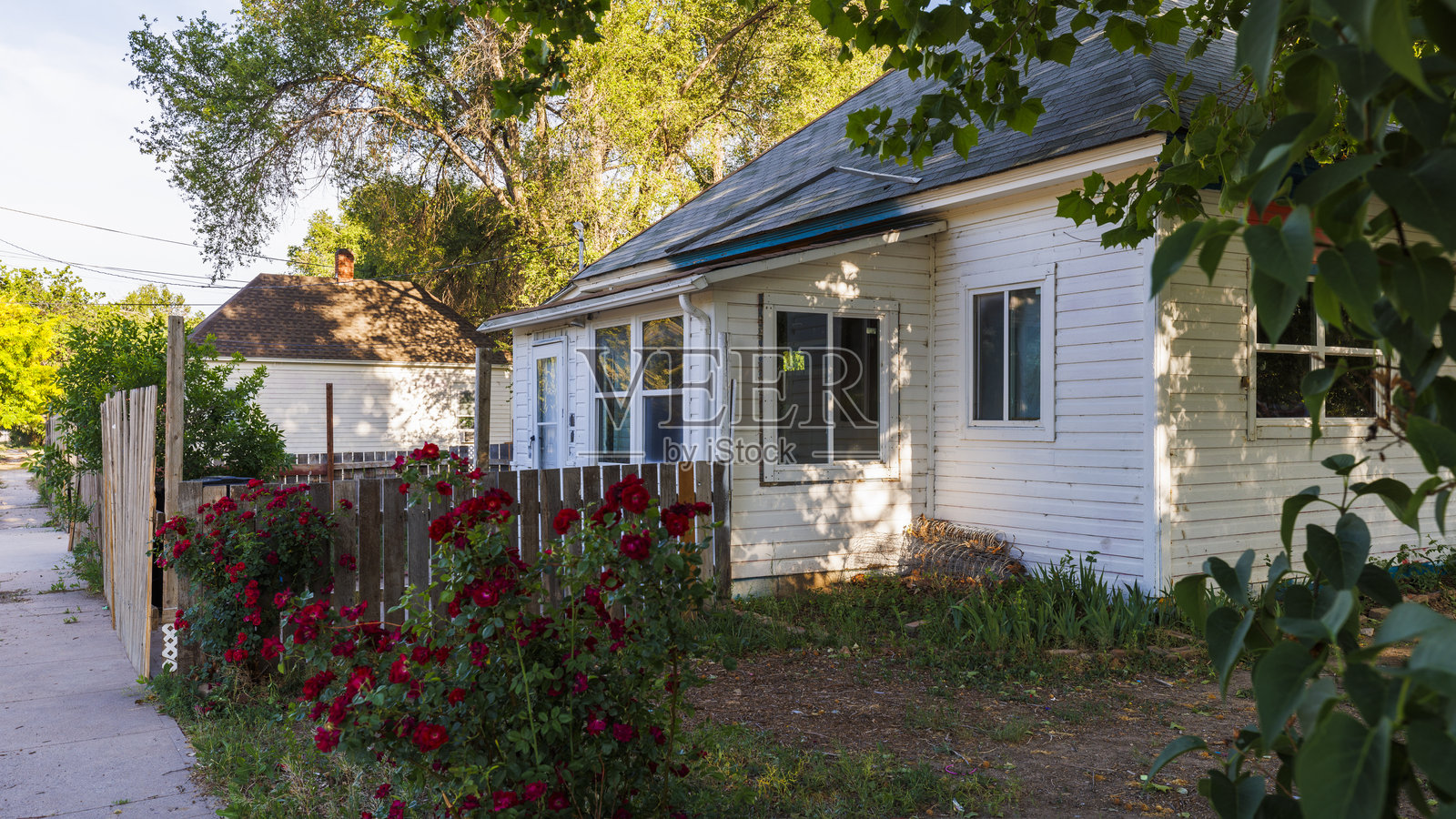 玫瑰在小乡村美国社区的白色小屋旁盛开。科罗拉多州曼赞诺拉的宁静傍晚。照片摄影图片