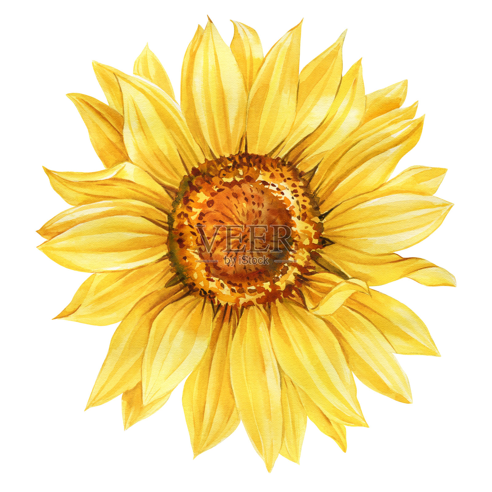 向日葵水彩画，黄色花朵与绿色叶子，夏季手绘植物设计，独立背景。插画图片素材