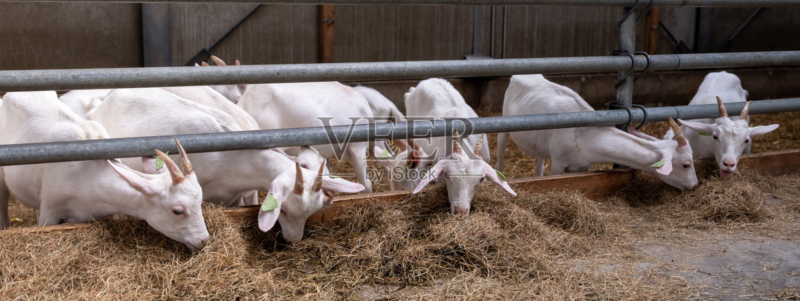 荷兰有机农场上的小山羊照片摄影图片