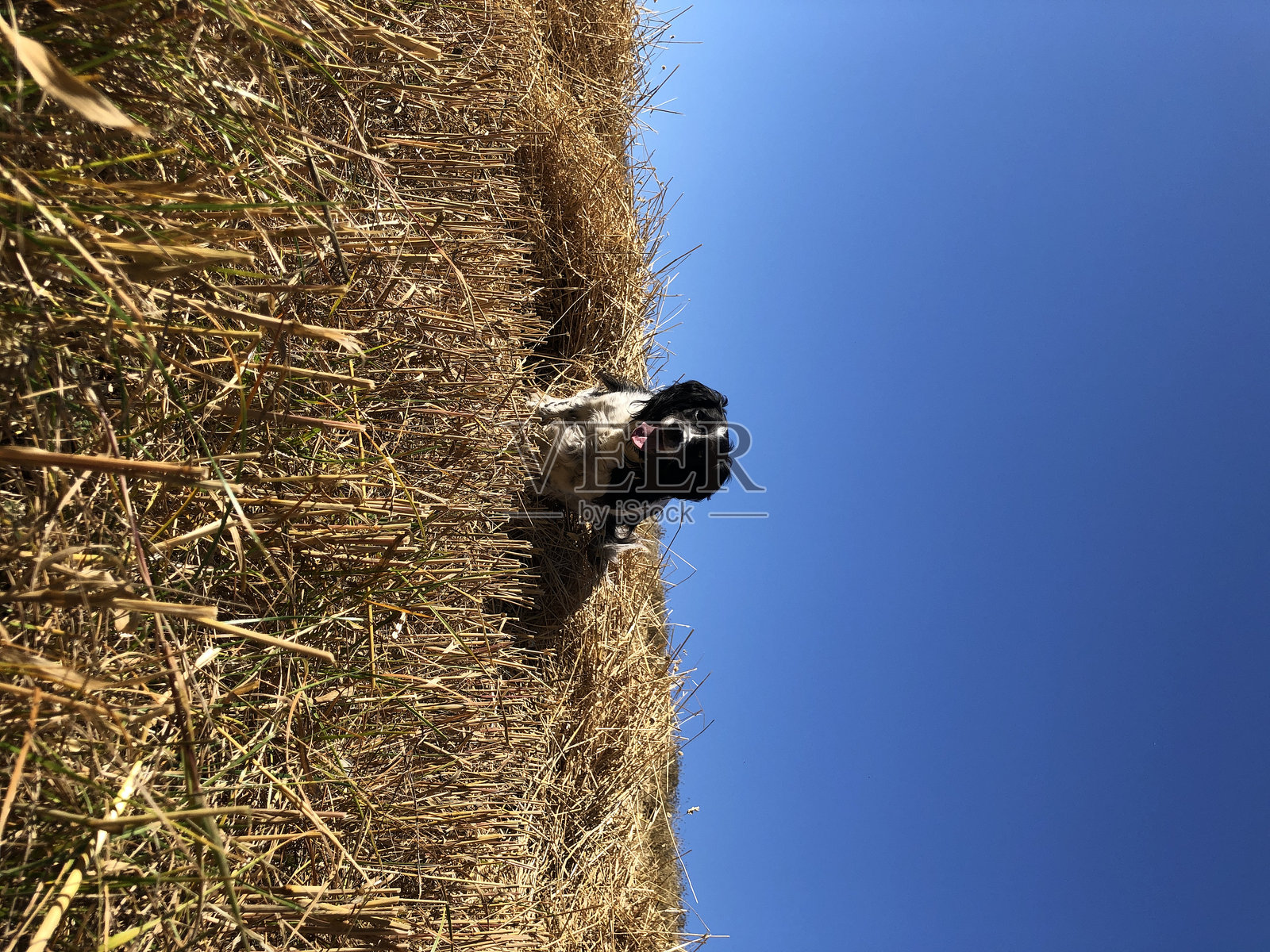 春季猎犬在收获季节的田野里照片摄影图片