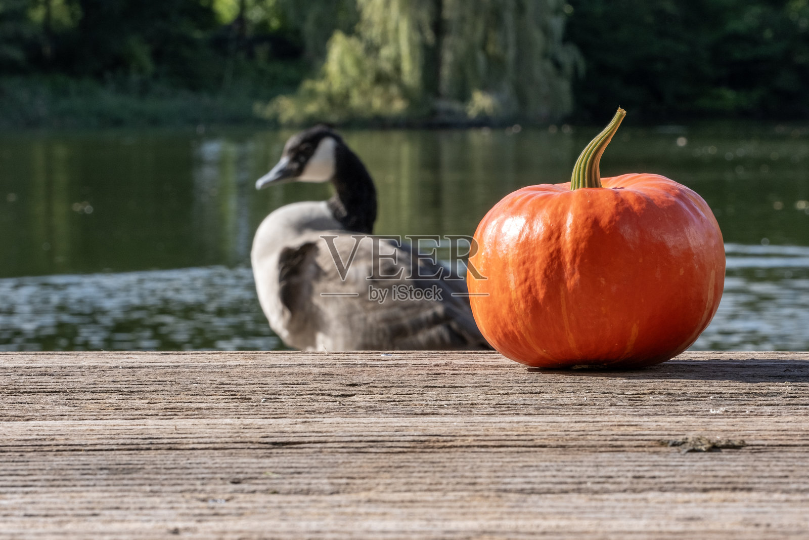 自然中的万圣节南瓜。照片摄影图片