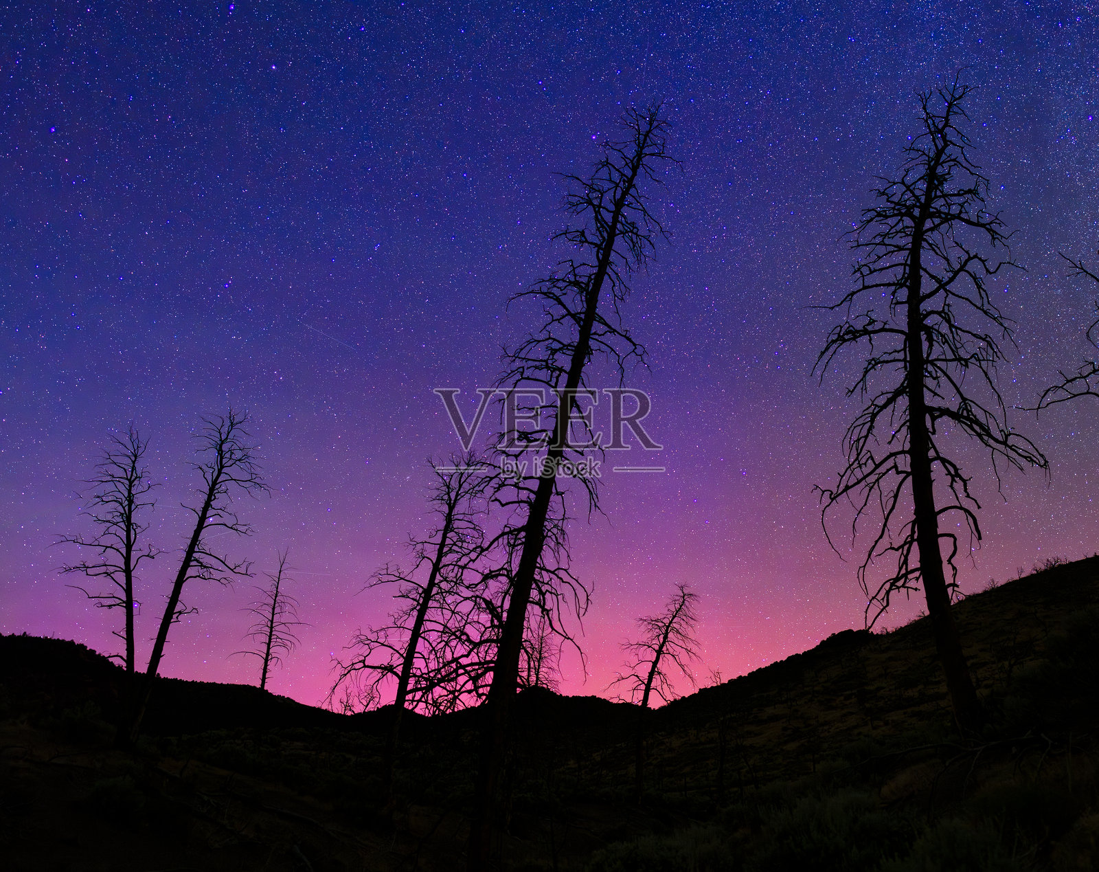 树木剪影与绚丽的极光照片摄影图片