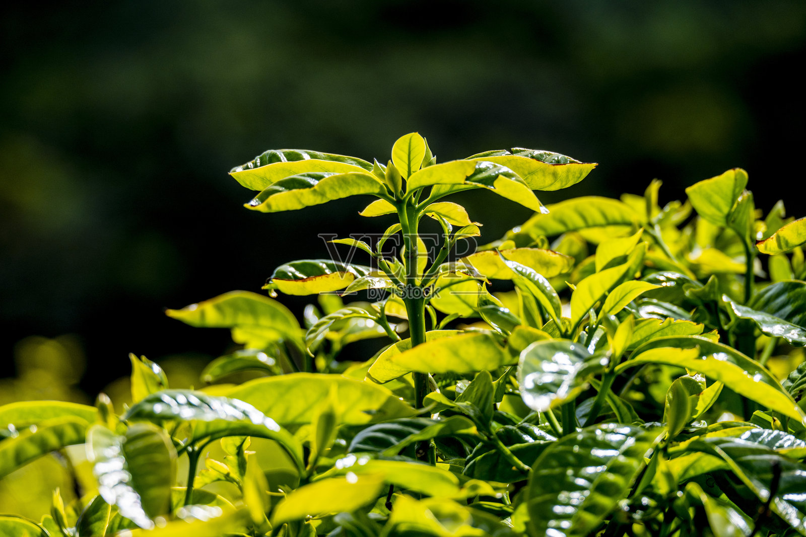 咖啡植物和叶子照片摄影图片