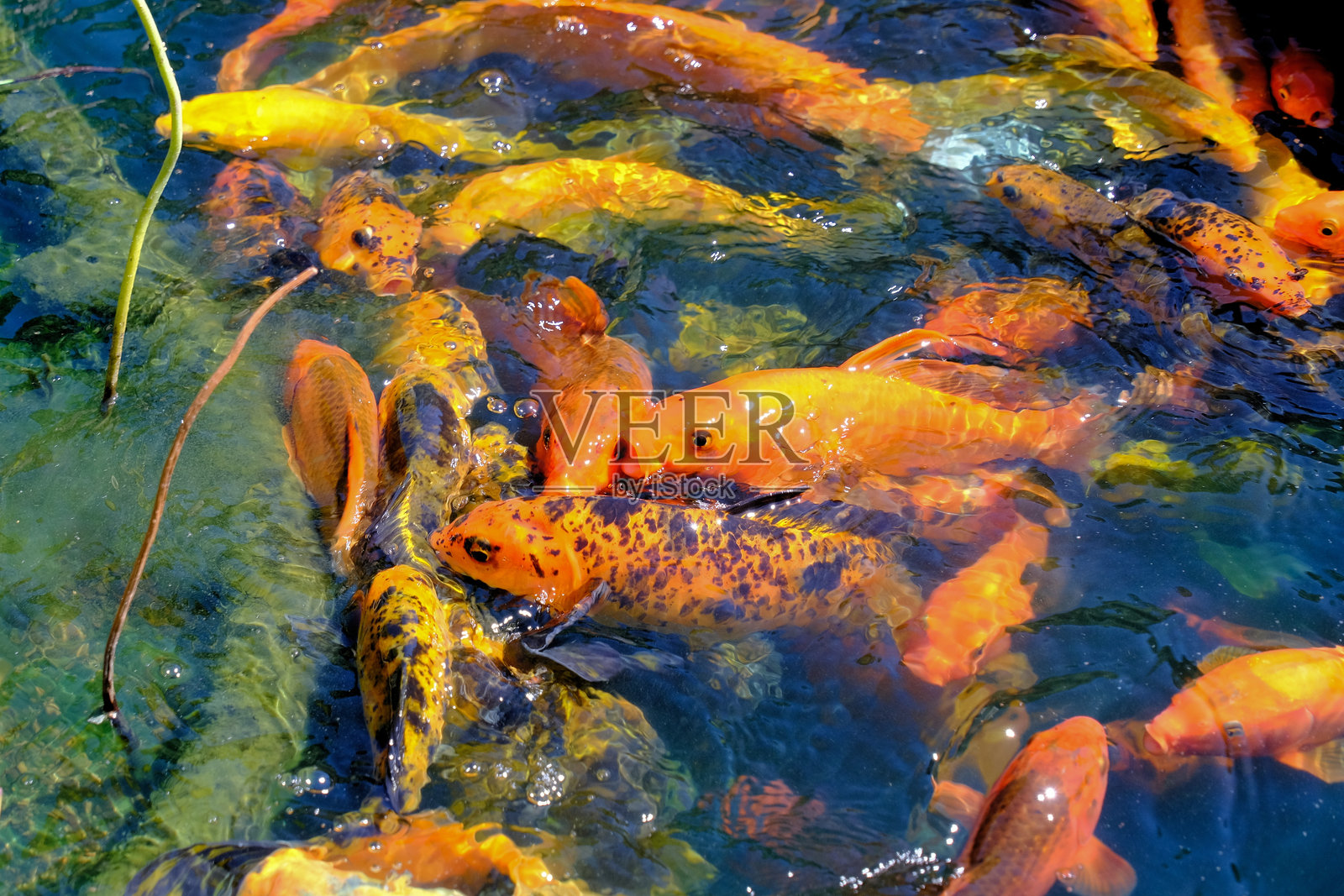 锦鲤照片摄影图片
