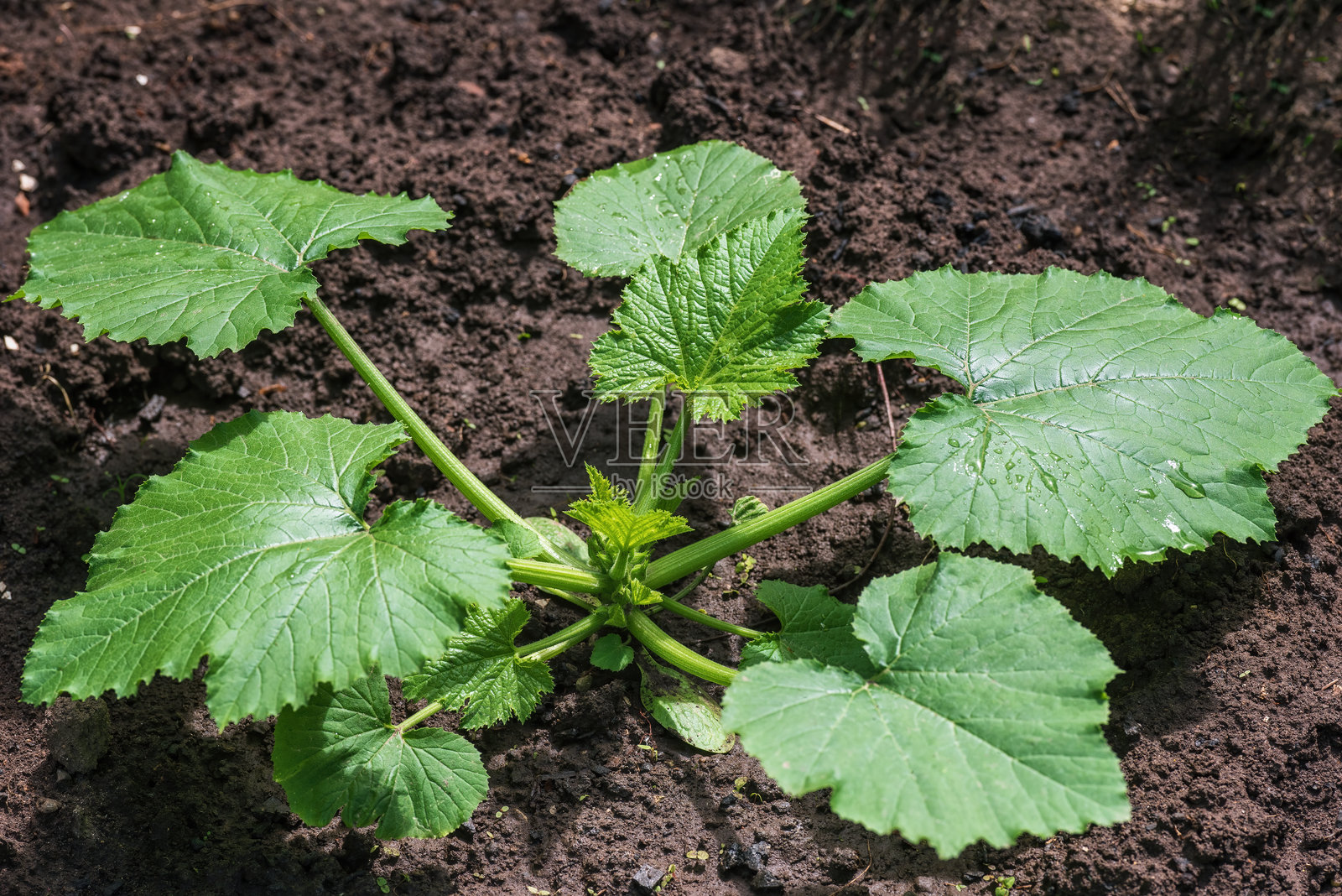 花园床上的绿色西葫芦灌木。照片摄影图片