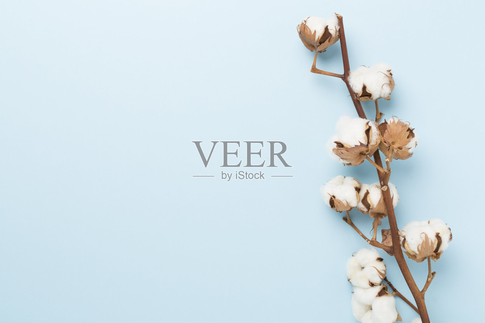 棉花花枝在彩色背景上，俯视图照片摄影图片