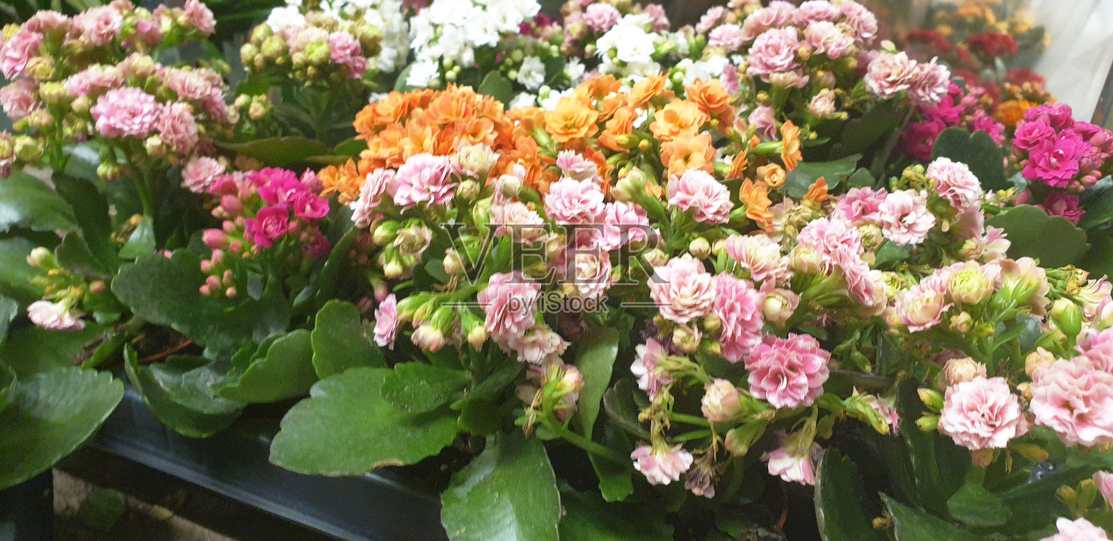 植物花卉背景照片摄影图片