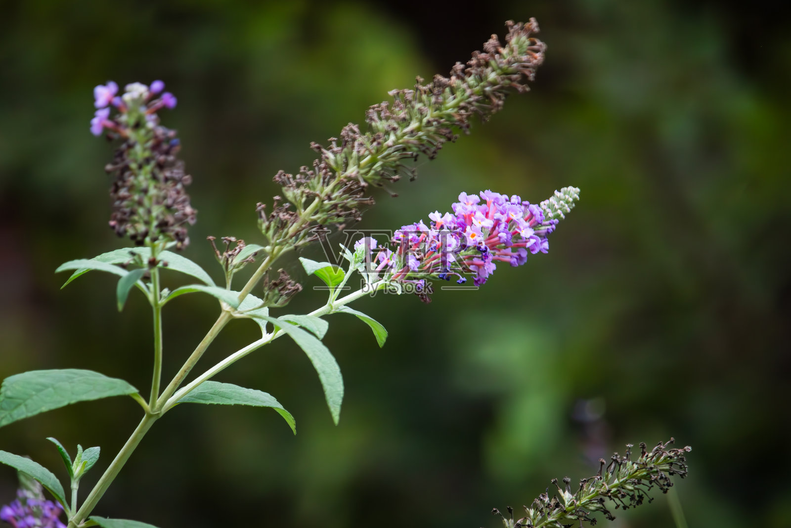 开花的蝴蝶灌木照片摄影图片
