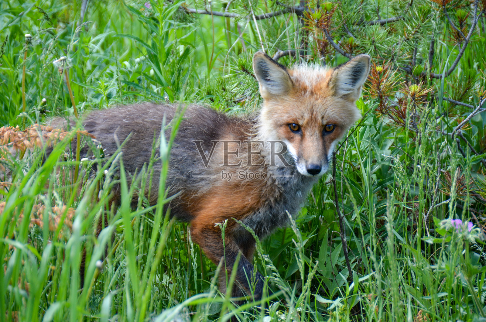 黄石国家公园的红狐照片摄影图片