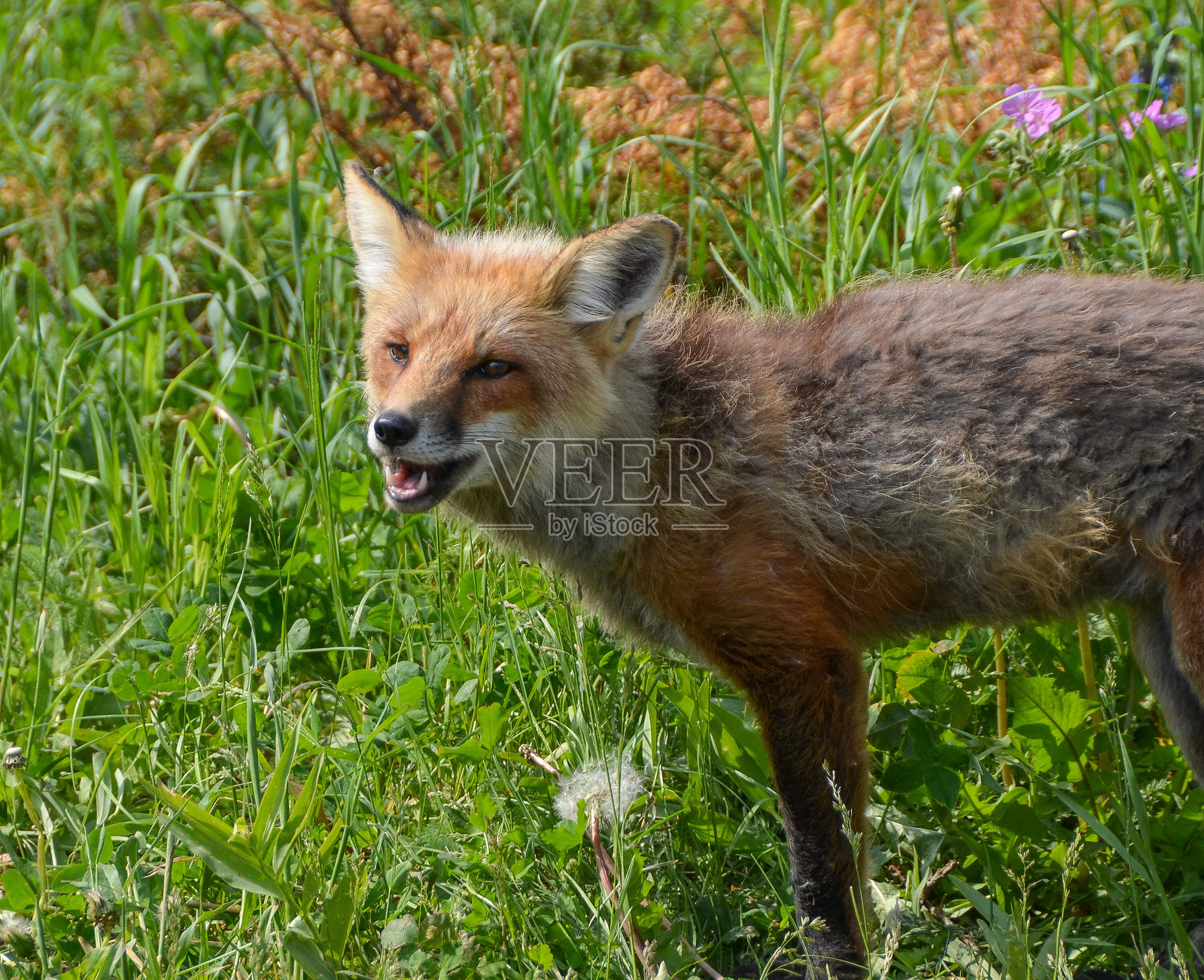 黄石国家公园背景下的红狐特写，野生动物，自然风光照片摄影图片