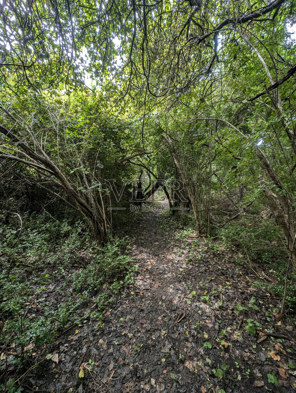 在森林中散步照片摄影图片