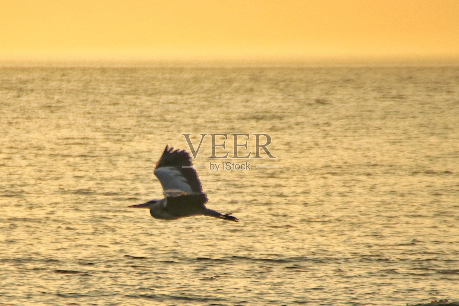 特恩伯里的一只苍鹭照片摄影图片