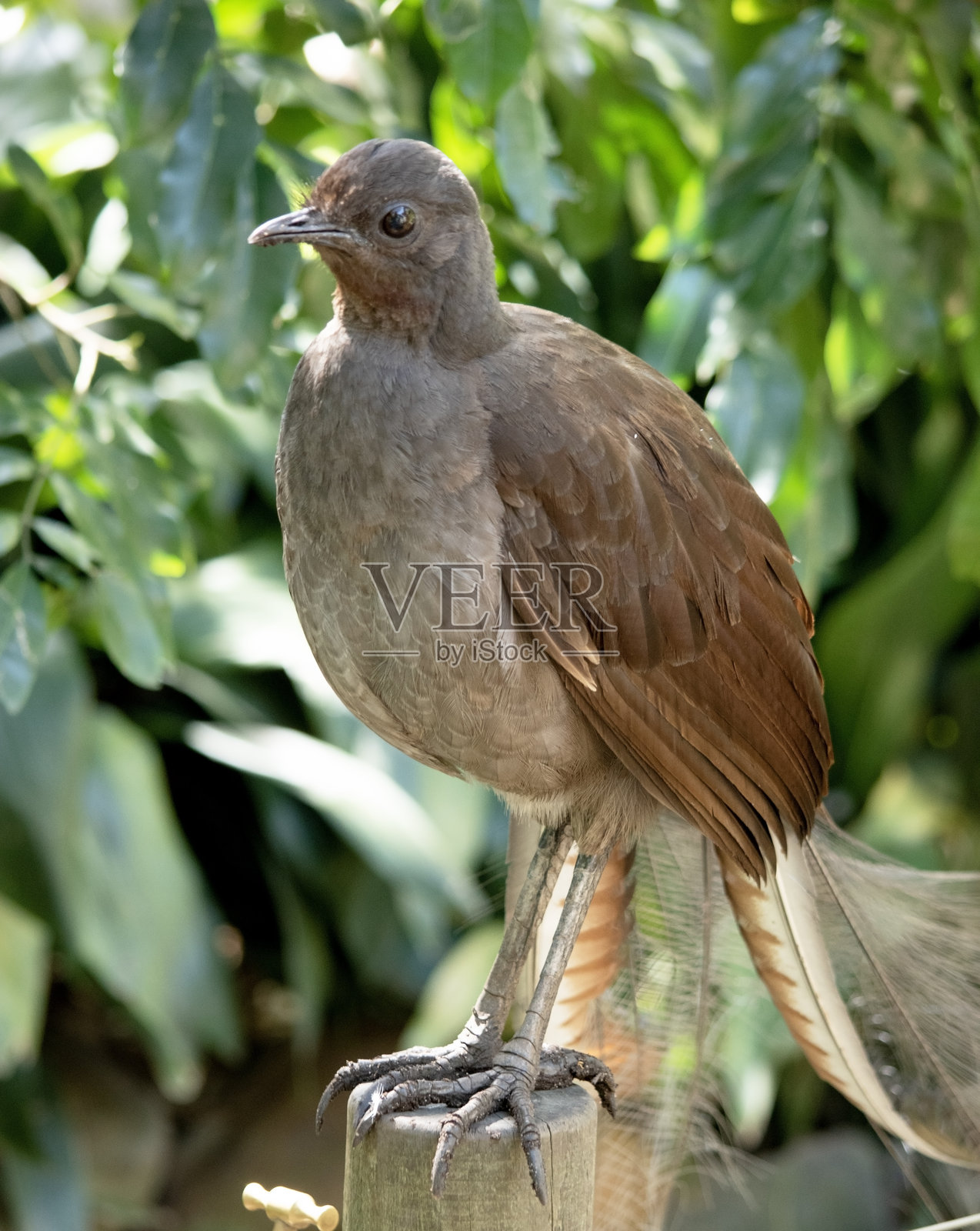 琴鸟栖息在树枝上照片摄影图片
