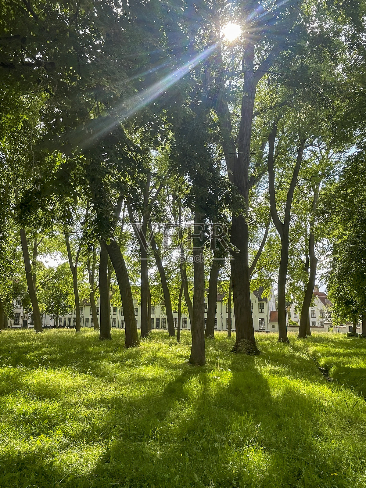 布鲁日弗兰德地区的贝古因院内花园照片摄影图片
