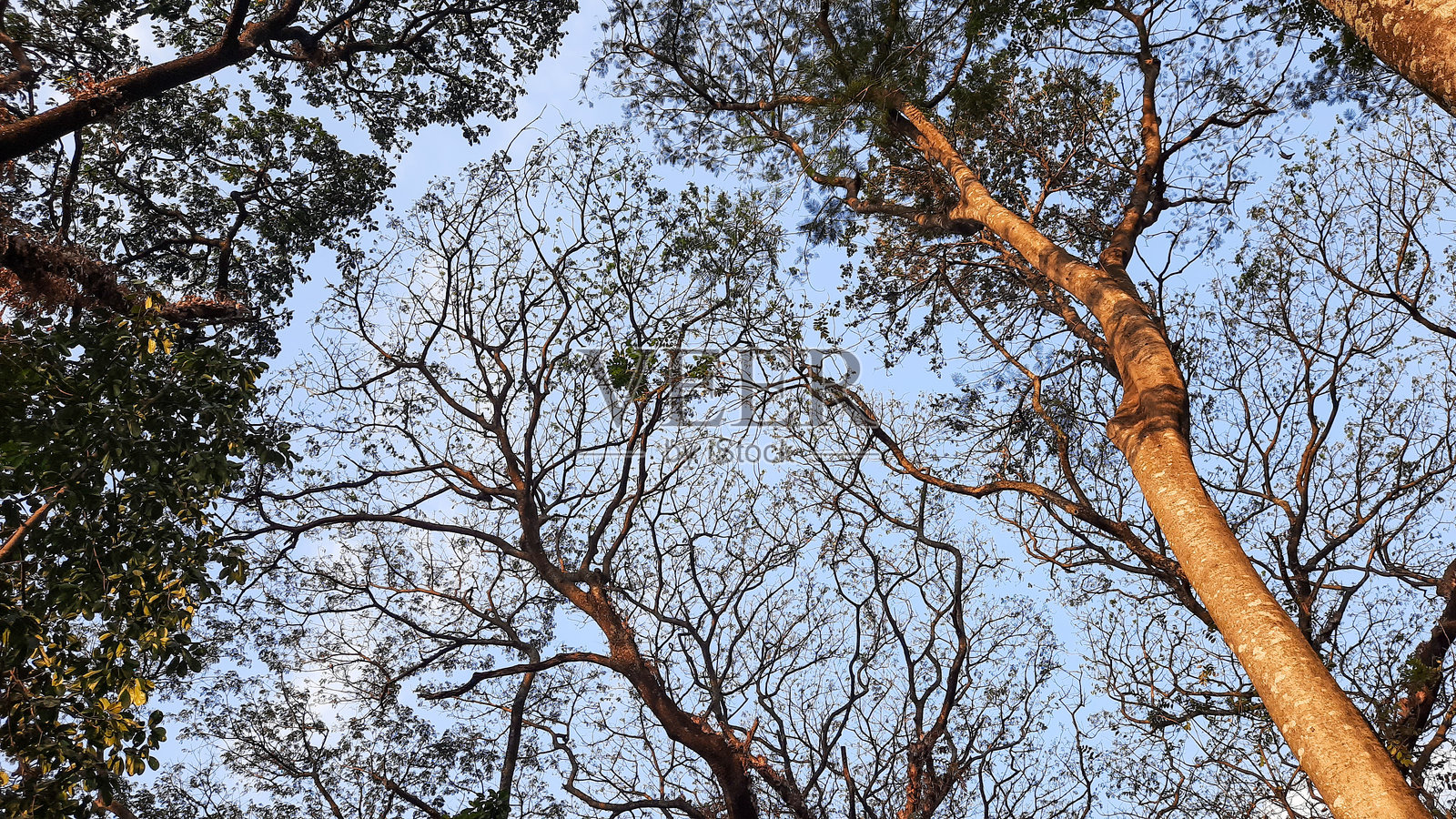 自然的格子：透过森林树冠的天空一瞥照片摄影图片