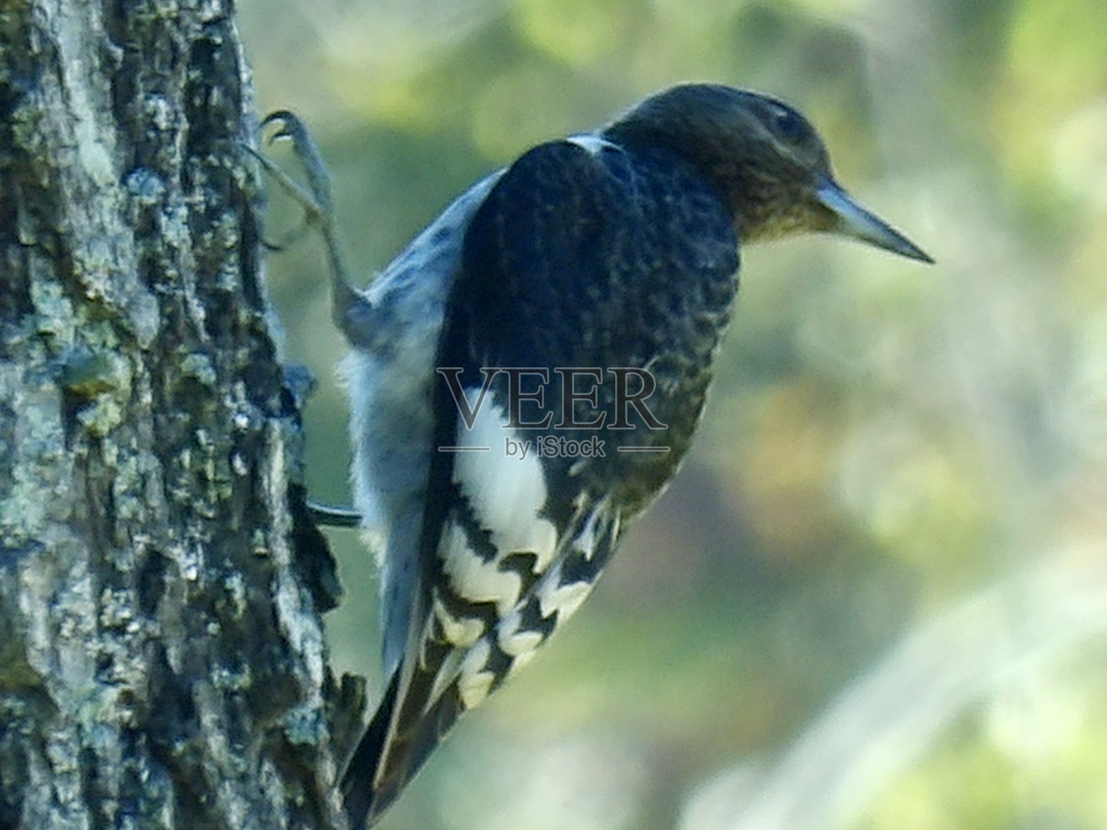 田纳西州的鸟类照片摄影图片
