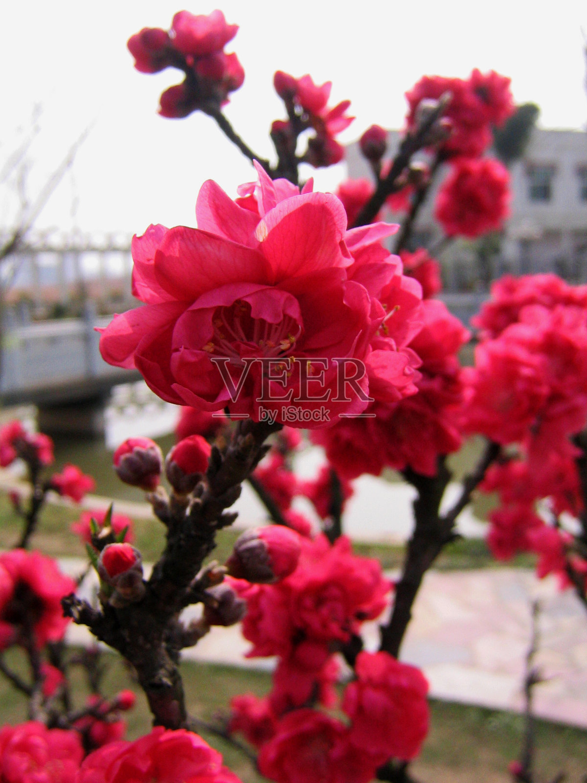 红桃花照片摄影图片