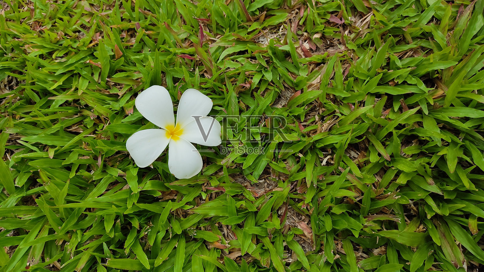 花朵照片摄影图片