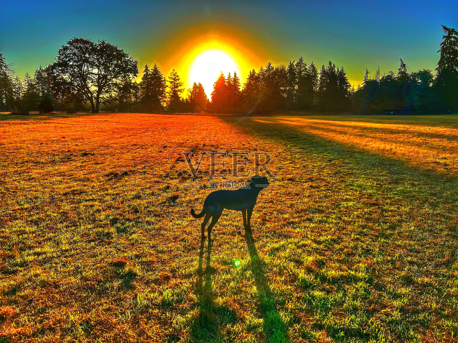 年轻的小狗与日落照片摄影图片