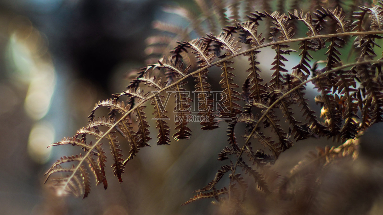 Forêt des Landes de Gascogne照片摄影图片