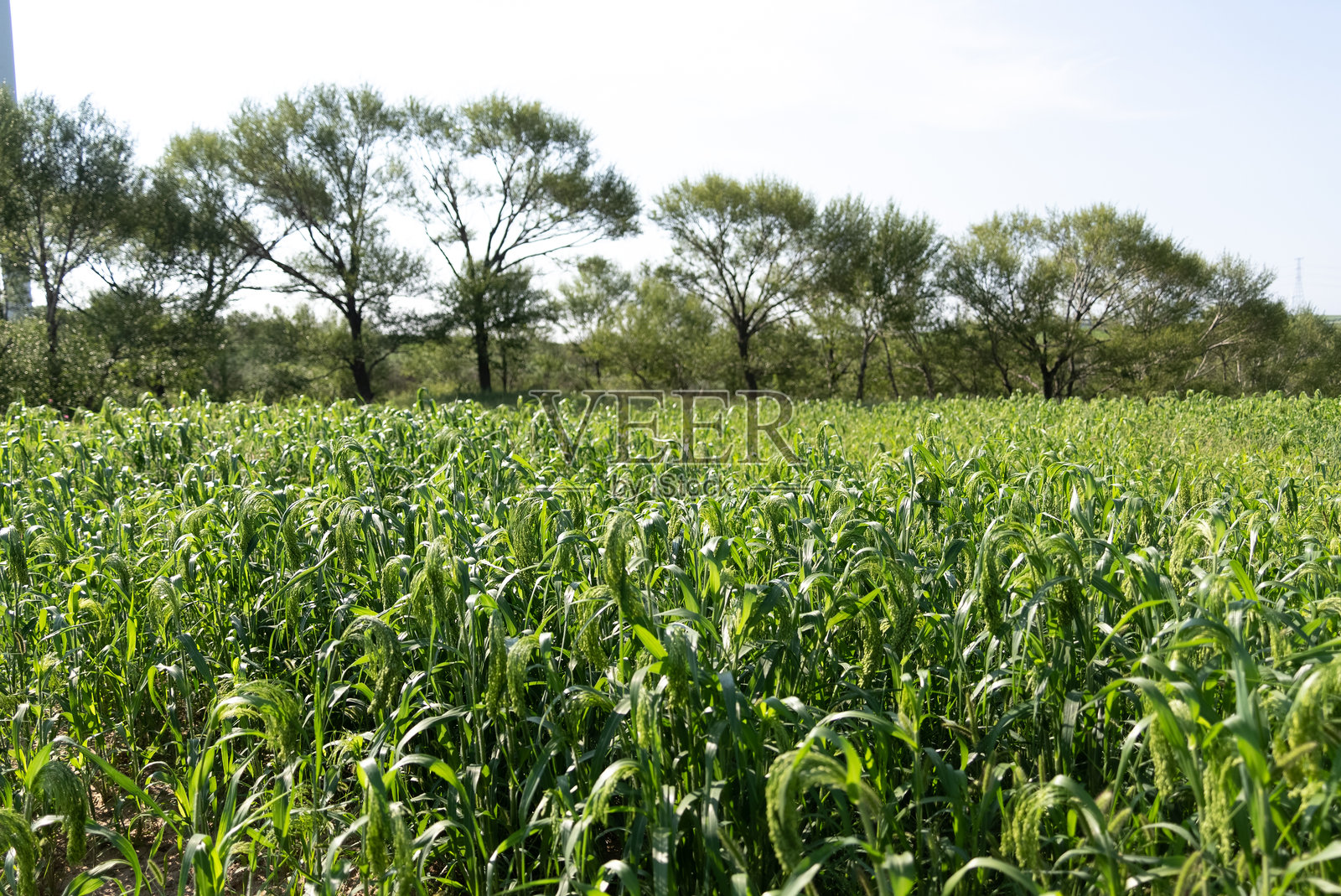 稷照片摄影图片