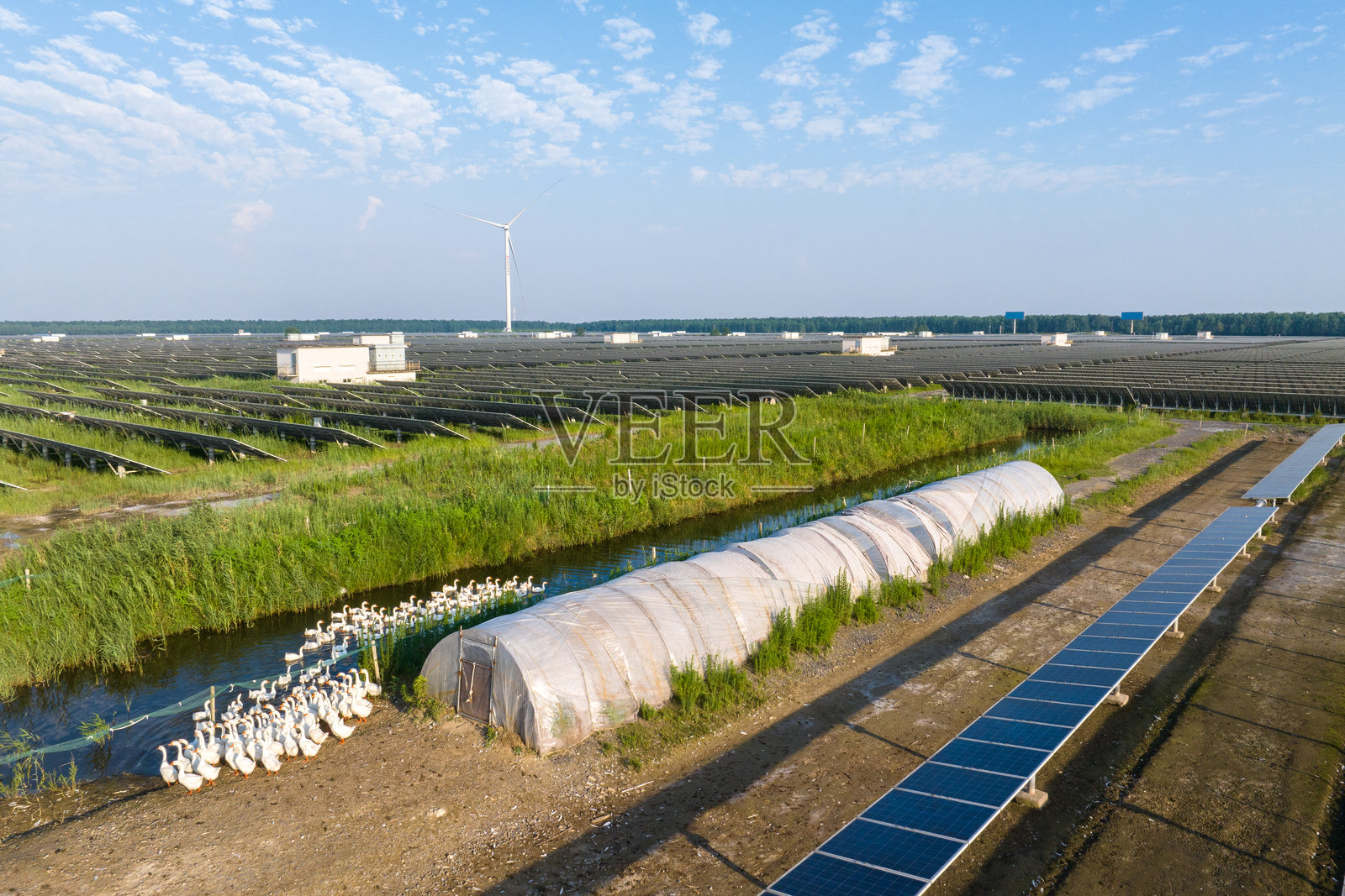 光伏发电站和鸭子照片摄影图片