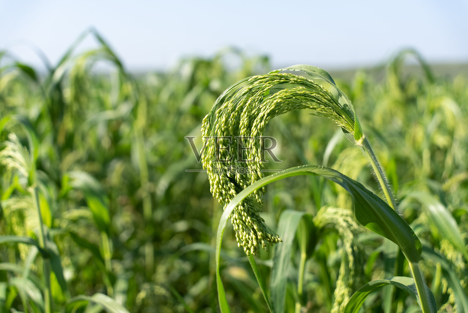 稷照片摄影图片