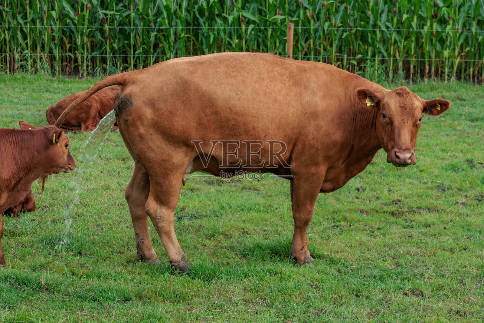 西明斯特兰夏季的牧场上的奶牛照片摄影图片