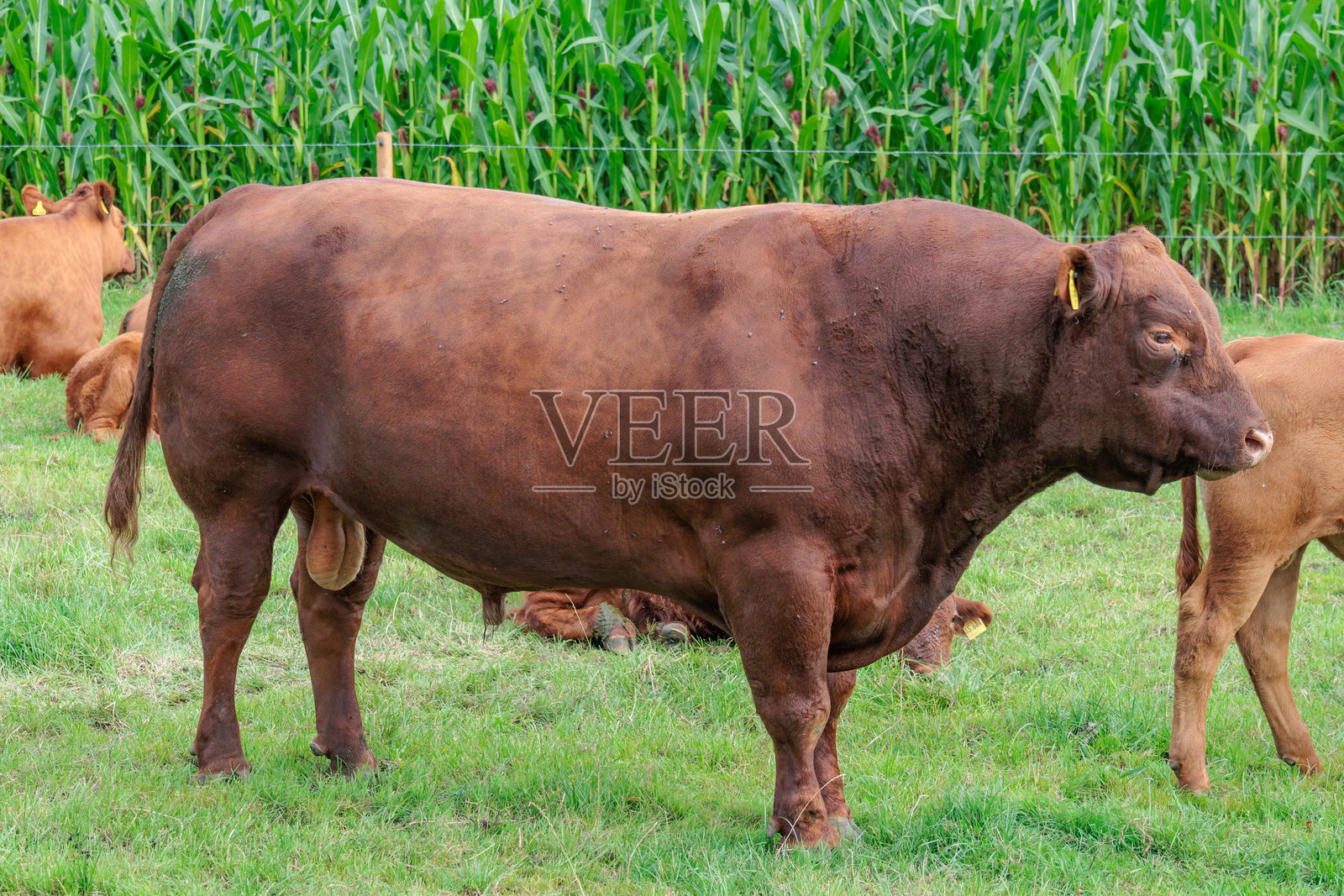 西明斯特兰夏季的牧场上的奶牛照片摄影图片