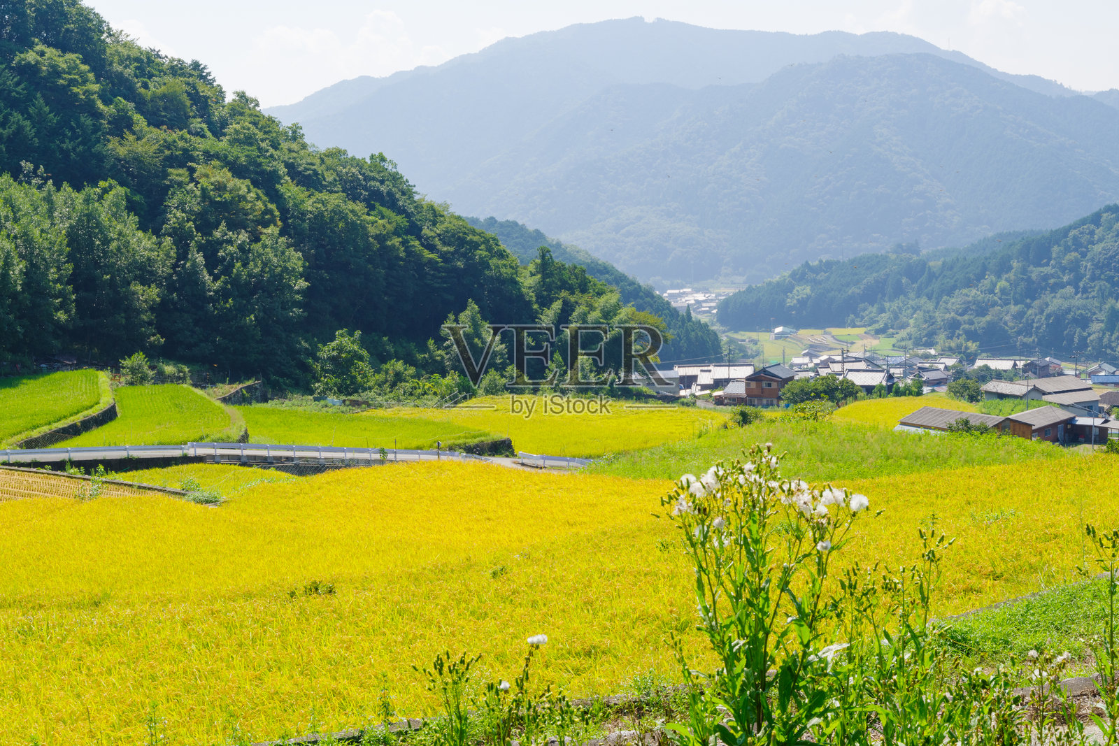 水稻收割前，三重县松阪市深野梯田照片摄影图片