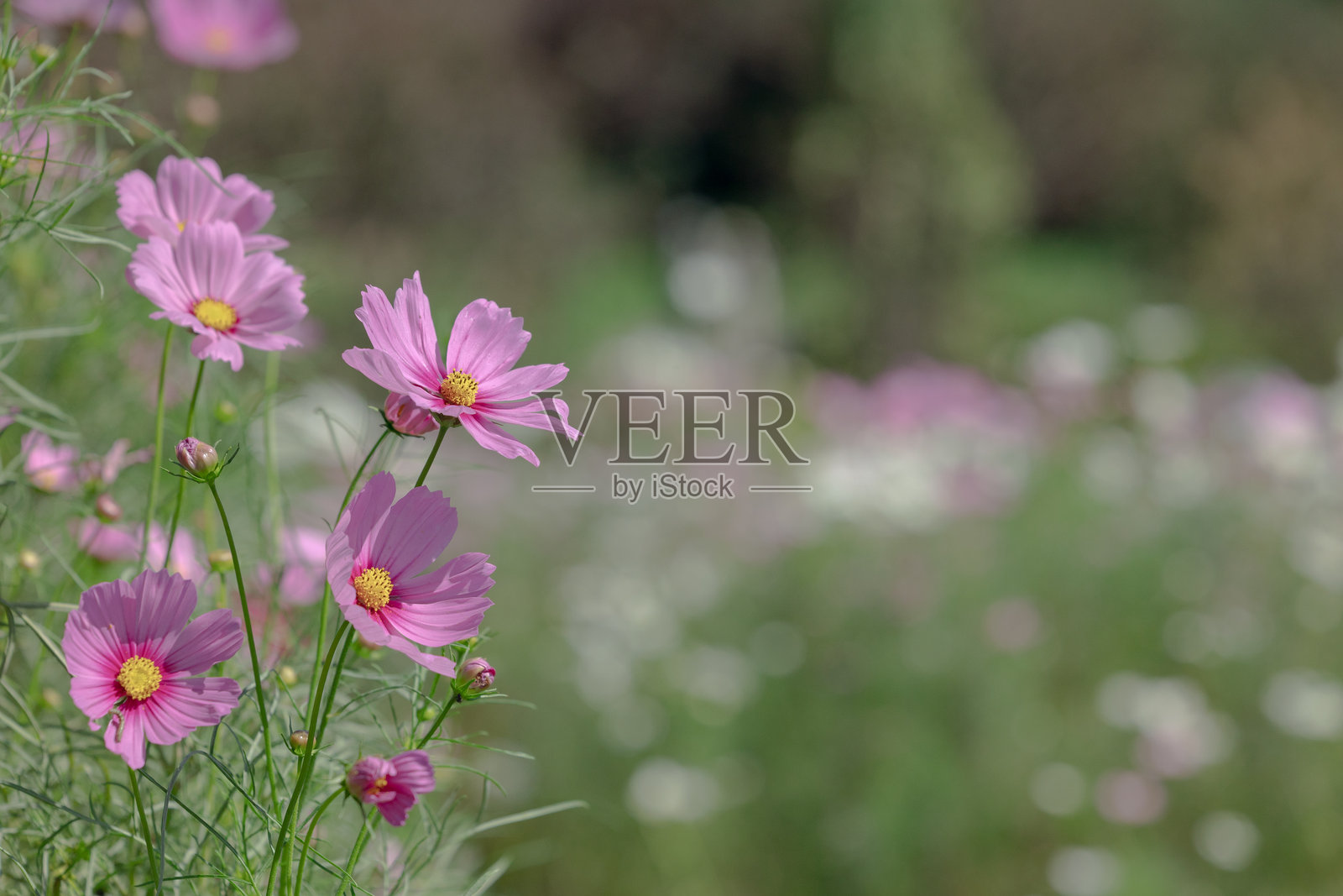 宇宙花照片摄影图片
