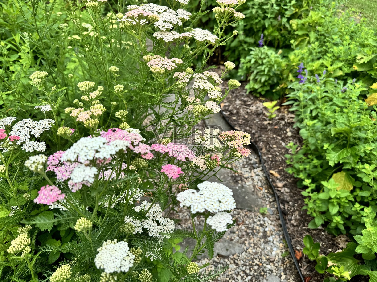 六月下旬花园中的盛开蓍草照片摄影图片