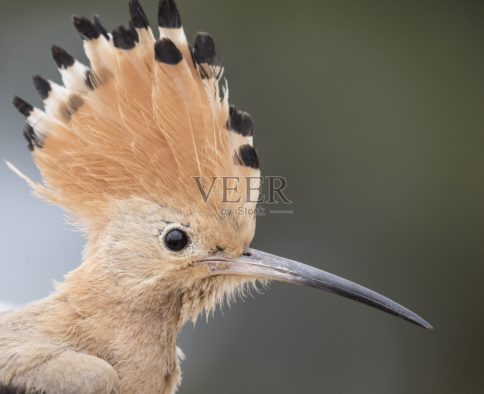 欧亚戴胜的冠羽和喙羽毛细节照片摄影图片