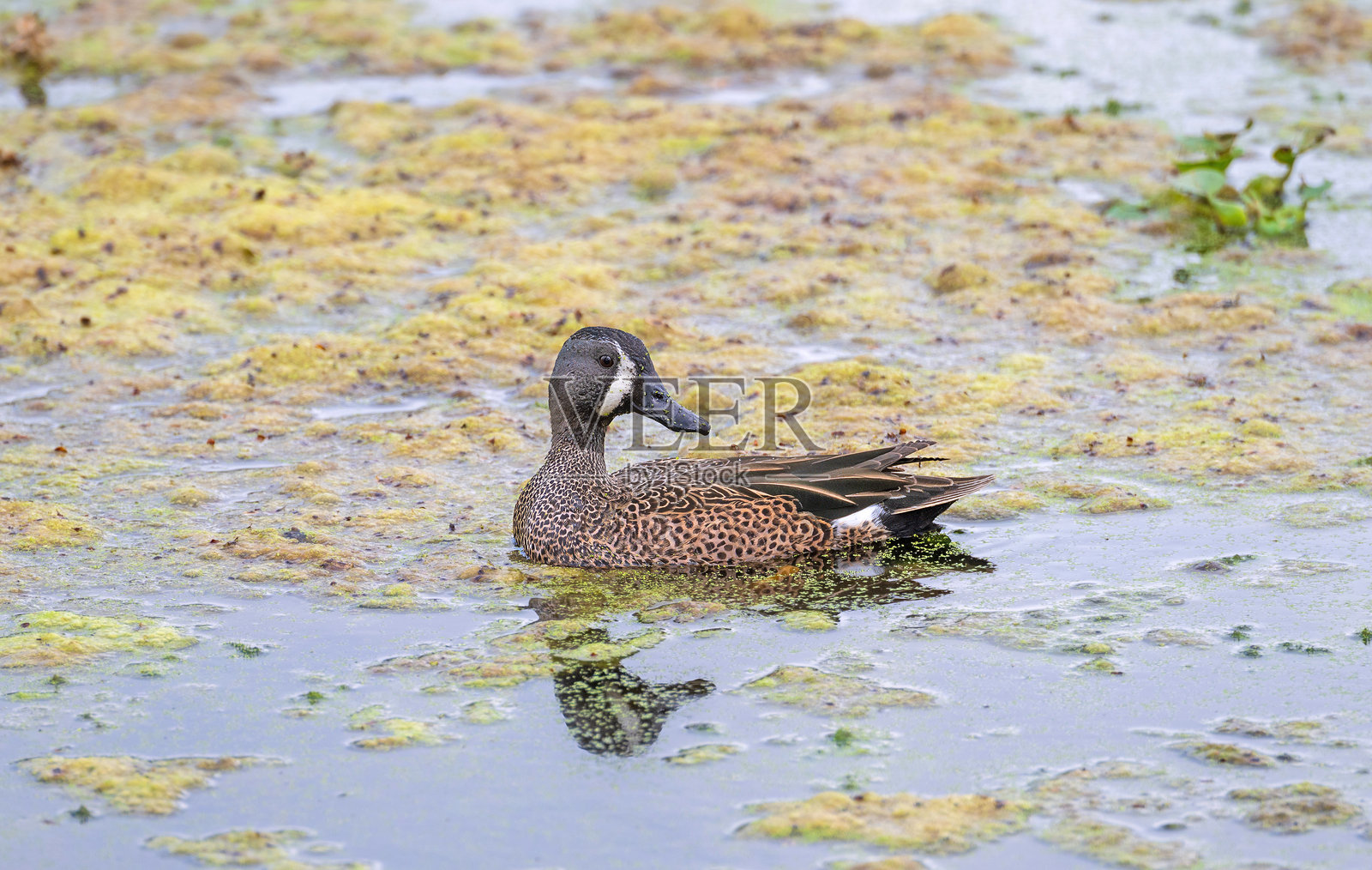 安静池塘中的蓝翅绿头鸭照片摄影图片