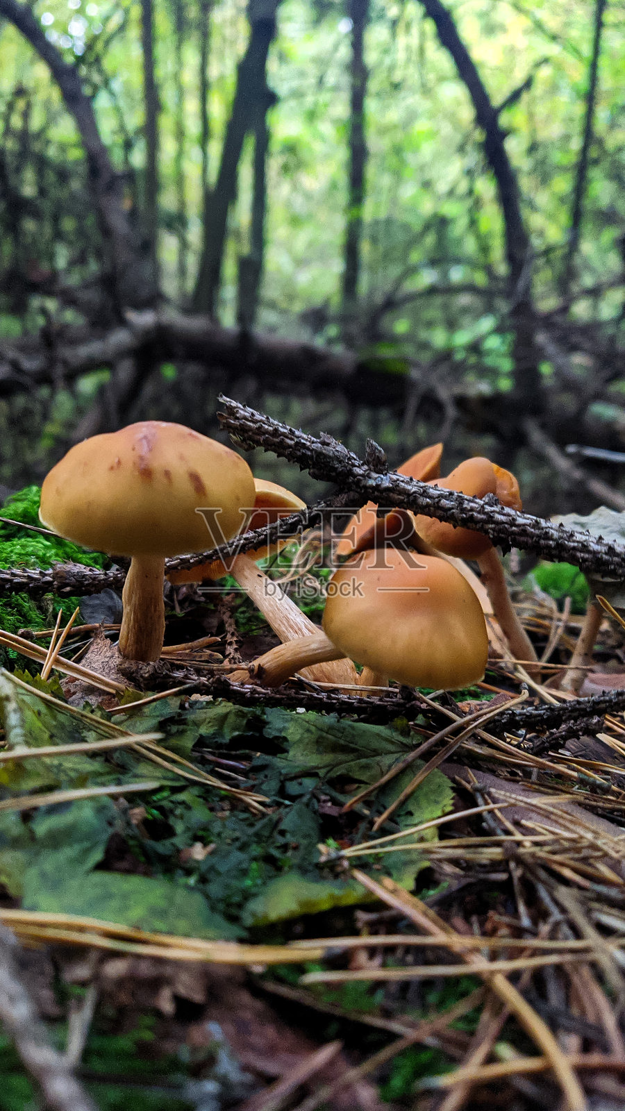 蜜环菌照片摄影图片