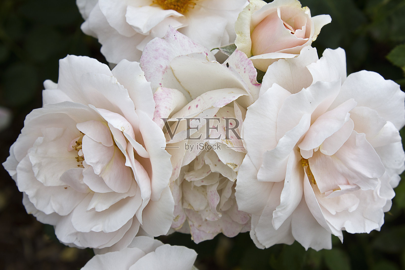 白玫瑰特写照片摄影图片