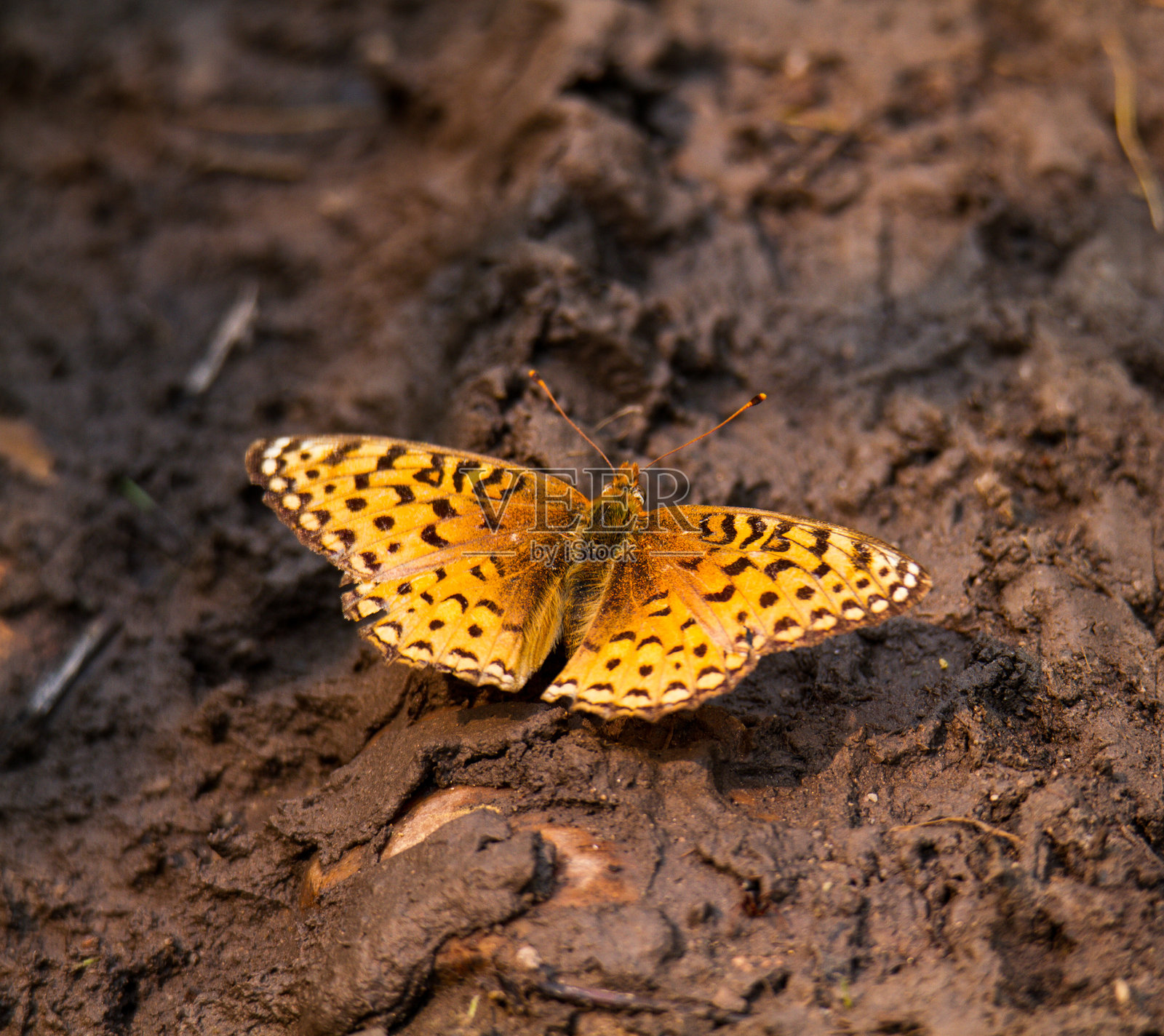 鲜艳的橙色蝴蝶栖息在泥泞的地面上照片摄影图片