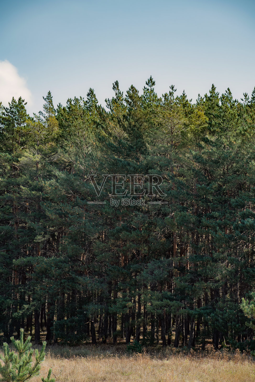 夏季美丽的自然风光照片摄影图片