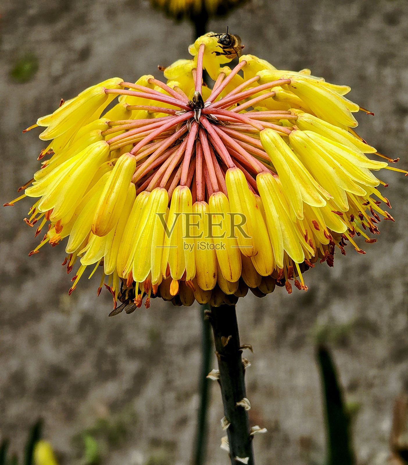 来自马达加斯加的芦荟石斑藻照片摄影图片