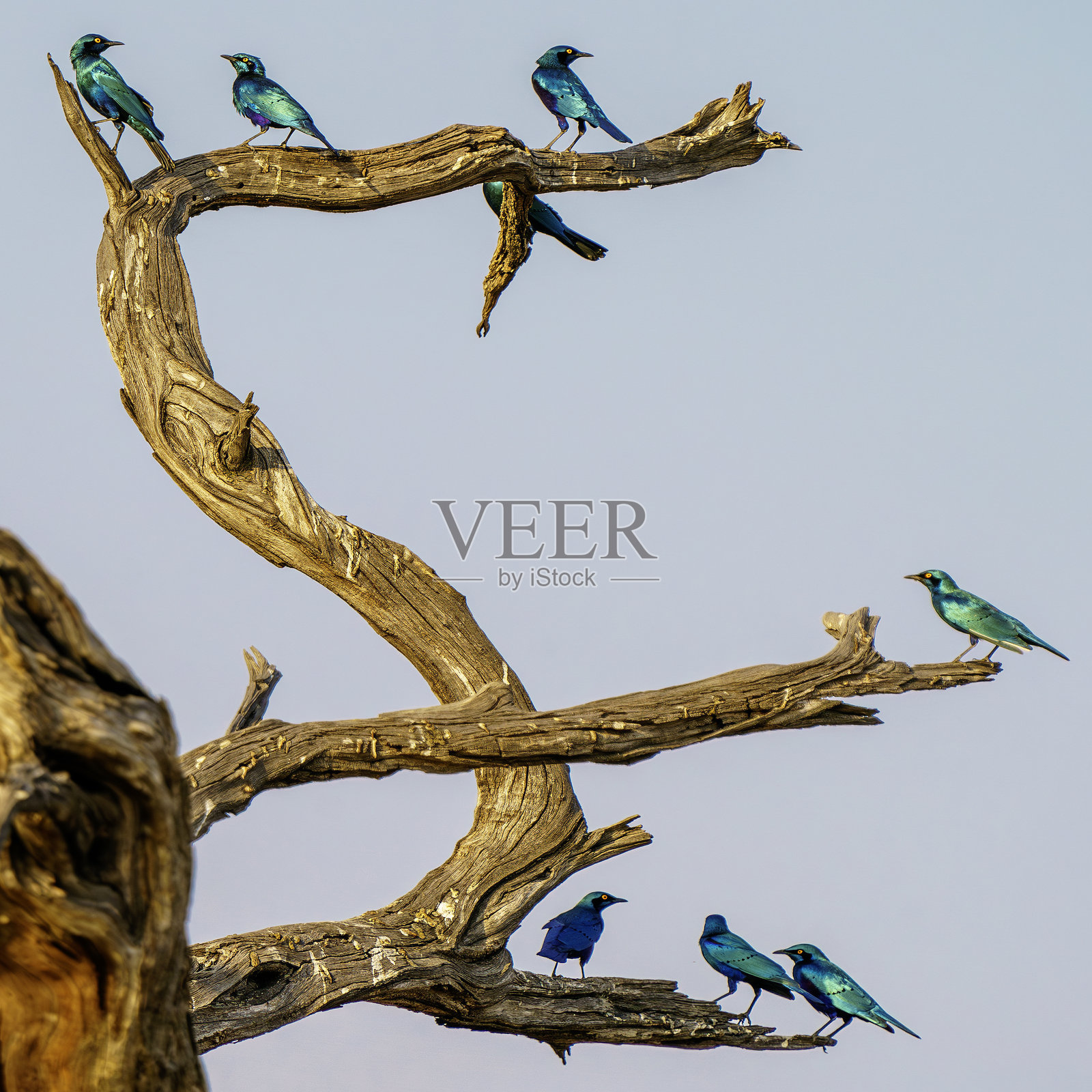 布切尔星鸲栖息在树枝上照片摄影图片