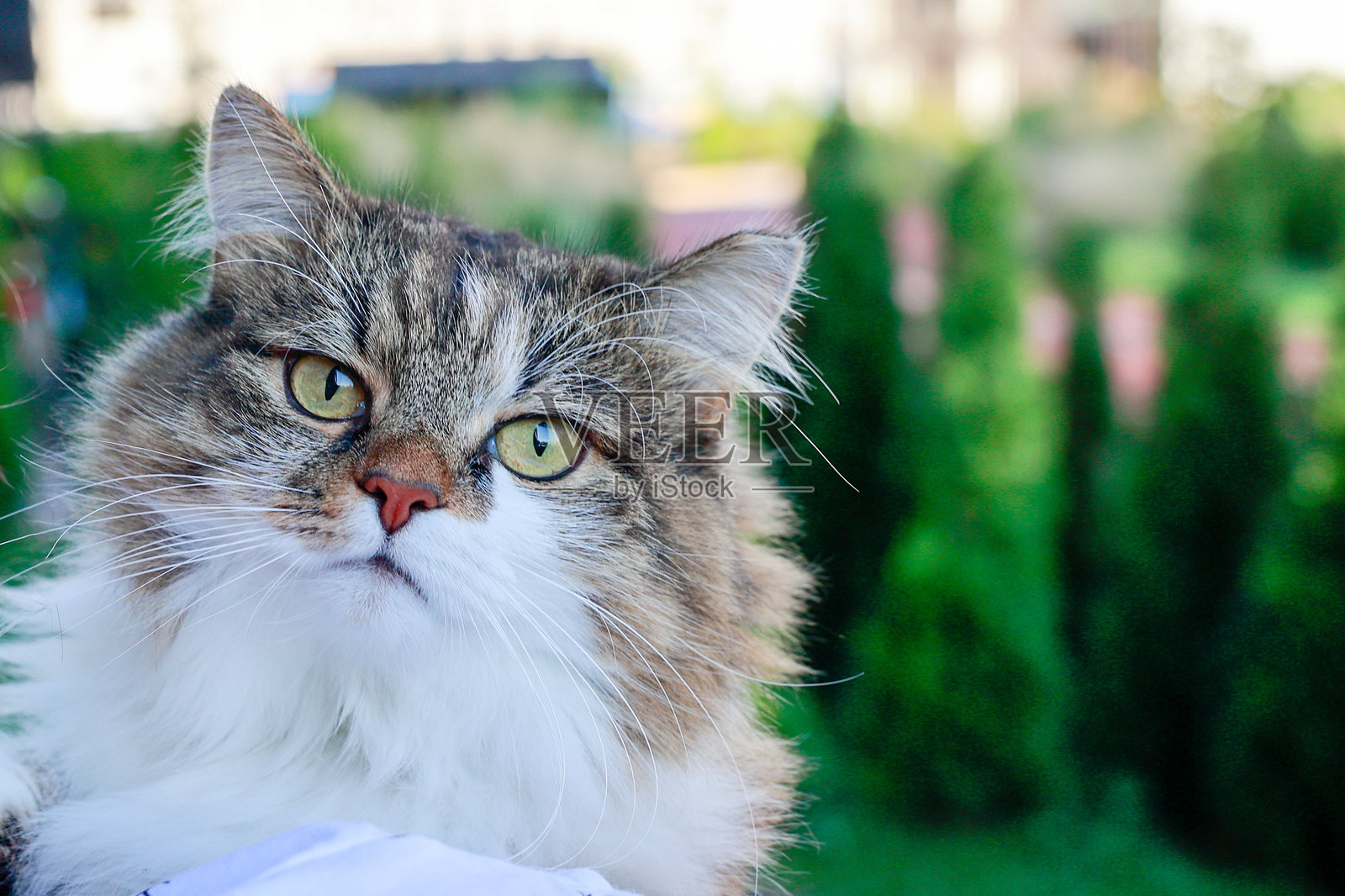 一只毛茸茸的三色猫的肖像。动物直视镜头，表情略显困惑或好奇。猫的浓密毛发和大大的绿色眼睛。照片摄影图片