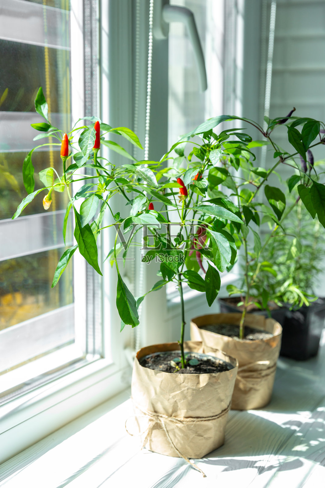 纹理背景上的辣椒盆栽。盆栽辣椒。草药和香料。留白空间。厨房草药。照片摄影图片