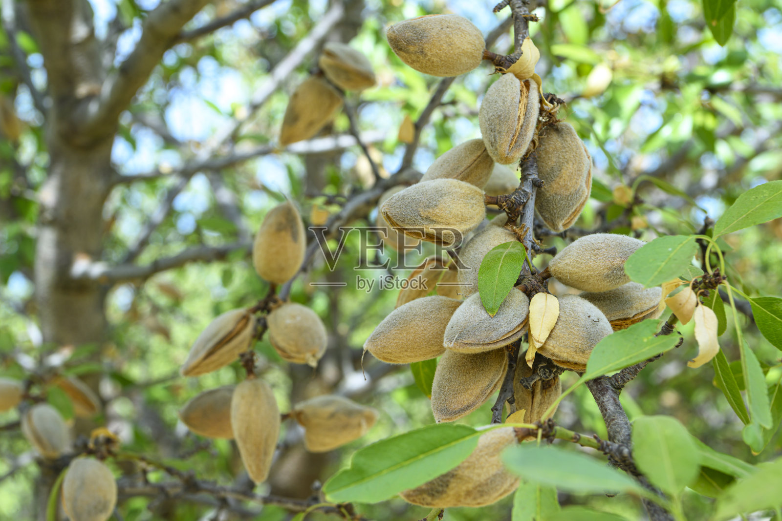 加州果园中成熟的杏仁特写照片摄影图片