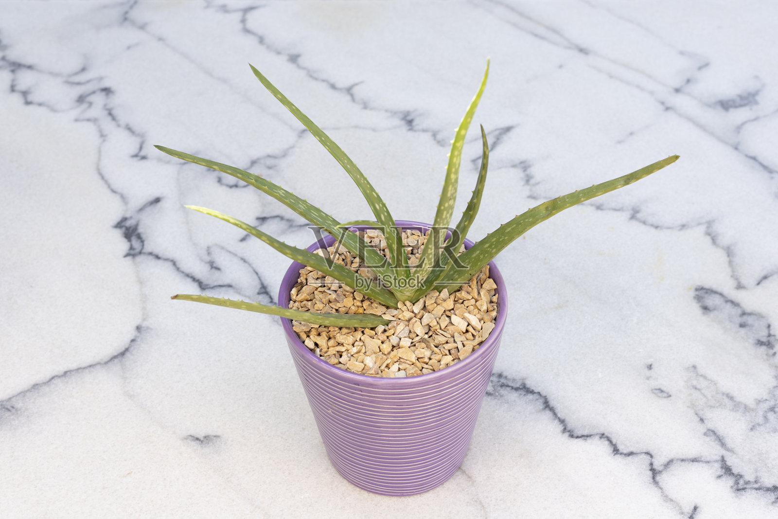 陶瓷花盆中的芦荟植物放置在大理石表面上照片摄影图片