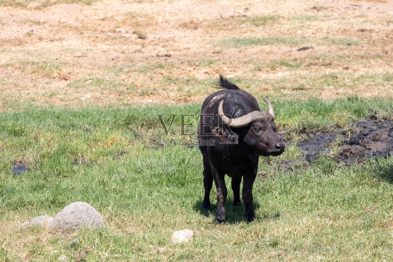 平原上的水牛照片摄影图片